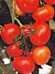 Семена томатов Ирок плюс - 20 семян Семенаград