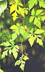 Семена Виноградовник аконитолистный - 10 семян, 15 упаковок Семенаград оптовый