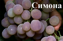Семена Виноград "Симона" - 10 семян, 15 упаковок Семенаград оптовый
