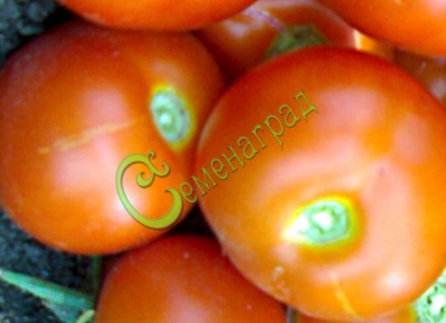 Семена томатов Кавказская лиана - 20 семян Семенаград