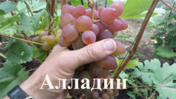 Семена виноград "Алладин" - 10 семян, 15 упаковок Семенаград оптовый
