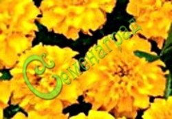 Семена Бархатцы отклонённые ”Джипси Саншайн” - 30 семян, 15 упаковок Семенаград оптовый