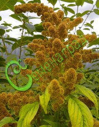 Семена Амарант метельчатый «Гулливер» - 30 семян, 20 упаковок Семенаград оптовый
