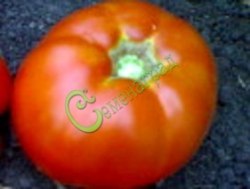 Семена томатов Король Сибири красный - 20 семян Семенаград