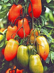 Семена томатов Красные сосульки - 20 семян Семенаград