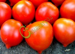 Семена томатов Крон принц - 20 семян Семенаград