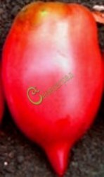 Семена томатов Легенда - 20 семян Семенаград