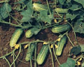 Семена почтой огурец ”Литл Лиф”(”Маленький лист”) - 10 семян Семенаград