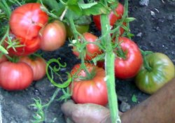 Семена томатов Мастер Гарден - 20 семян Семенаград