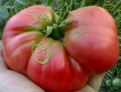 Семена почтой томат Мечта Тарасенко - 20 семян Семенаград