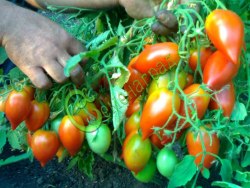 Семена томатов Надина - 20 семян Семенаград