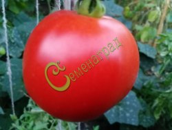 Семена томатов Орлеанская дева - 20 семян Семенаград