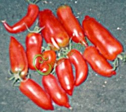 Семена томатов Перцевидный красный - 20 семян Семенаград