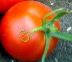 Семена томатов Приусадебный красавец - 20 семян Семенаград