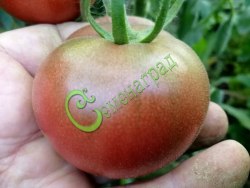 Семена томатов Родственница - 20 семян Семенаград