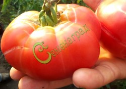 Семена томатов Розовый сахарный - 20 семян Семенаград