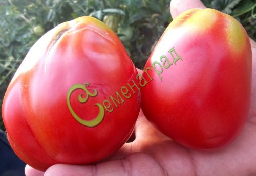 Семена томатов Русалка - 20 семян Семенаград