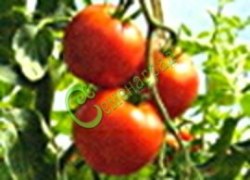 Семена томатов Русич плюс - 20 семян Семенаград