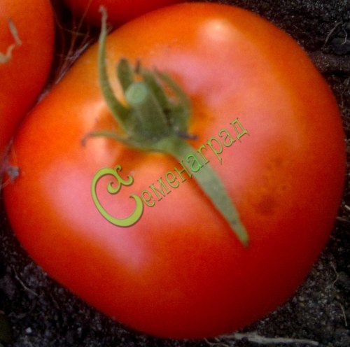 Семена томатов Самые лучшие - 20 семян Семенаград