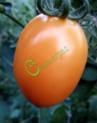 Семена томатов Слива оранжевая - 20 семян Семенаград