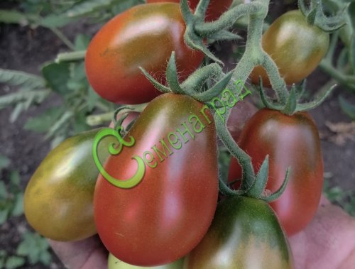 Семена почтой томат Слива черная - 20 семян Семенаград