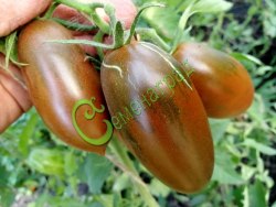 Семена томатов Сосулька чёрная-2 (20 семян) Семенаград