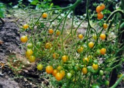 Семена томатов Вагнер Мирабель (20 семян)