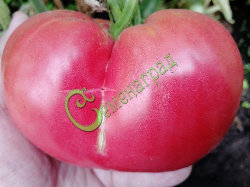 Семена томатов Трипл-кроп - 20 семян Семенаград