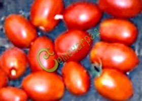 Семена томатов Тюльпан - 20 семян Семенаград