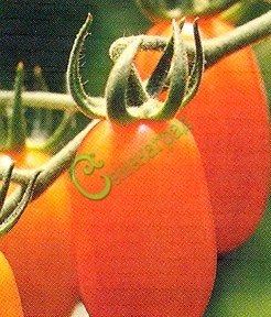 Семена почтой томат Тюльпан оранжевый - 20 семян Семенаград