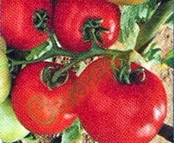 Семена томатов Доходный (20 семян) Семенаград