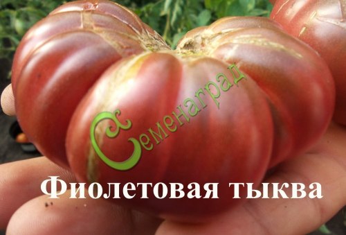Семена томатов Фиолетовая тыква - 20 семян Семенаград