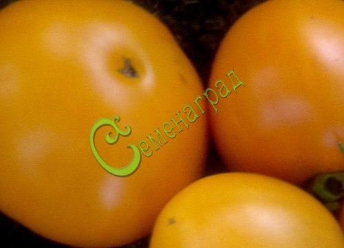 Семена почтой томат Хурма - 20 семян Семенаград