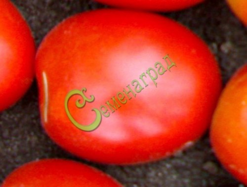 Семена томатов Чародей - 20 семян Семенаград