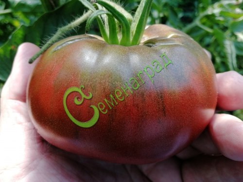 Семена томатов Черный из Тулы - 20 семян Семенаград