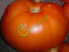 Семена томатов Шахтерская слава - 20 семян Семенаград