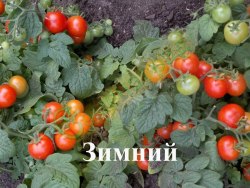 Семена томатов Зимний (20 семян)