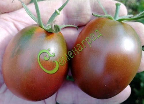Семена томатов Щедрая сливянка - 20 семян Семенаград