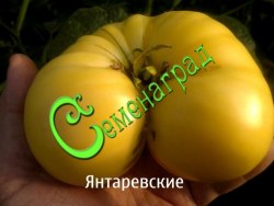 Семена почтой томат Янтаревские - 20 семян Семенаград