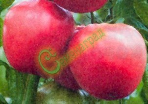 Семена томатов L- 402 (20 семян) Семенаград