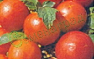 Семена томатов Красная шапочка (20 семян) Семенаград