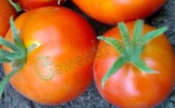 Семена томатов Оконный штамб (20 семян)