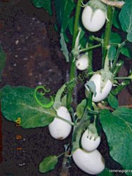Семена баклажана Пасхальное яйцо - 10 семян