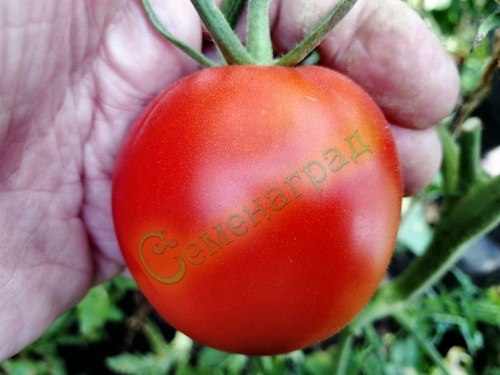 Семена томатов Перуанский (20 семян) Семенаград