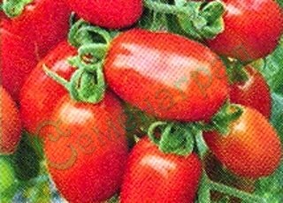Семена томатов Петолич (20 семян) Семенаград