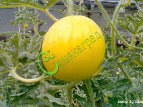 Семена арбуза «Подарок солнца» - 4 семени Семенаград