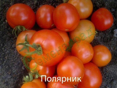 Семена томатов Полярник (20 семян) Семенаград