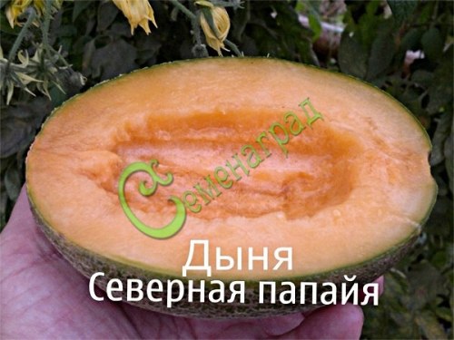 Семена почтой дыня «Северная папайя» - 4 семени Семенаград