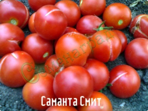 Семена томатов Саманта Смит (20 семян) Семенаград