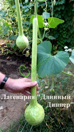 Семена лагенарии "Длинный Диппер" - 4 семени Семенаград